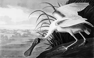Roseate Spoonbill by John James Audubon