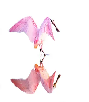 Roseate Spoonbill (Platalea ajaja) Dance and Reflection