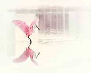 Images Dated 5th December 2014: Roseate Spoonbill and Her Reflection