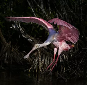 Images Dated 7th December 2019: Roseate Spoonbill Wings Spread Against Dark Background at Fort Myers Beach, Florida