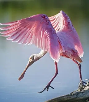 Roseate Spoonbill Wings Spread Stepping at Fort Myers Beach, Florida