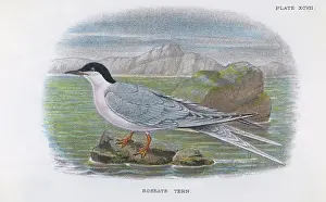 Roseate Tern
