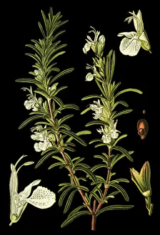 Images Dated 14th April 2019: rosemary