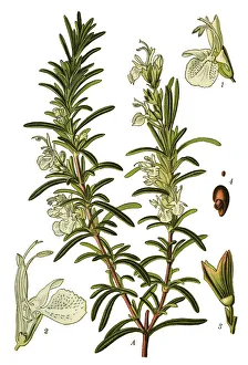 Images Dated 14th April 2019: rosemary