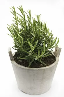 Rosemary -Rosmarinus officinalis-, herb, medicinal plant