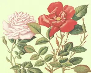 Number Of Objects Prints: Roses