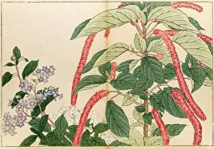 Floral Pattern Art Gallery: Roses japanese woodblock print