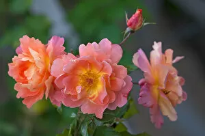 Images Dated 28th September 2014: Roses -Rosa-, floweres, Bavaria, Germany