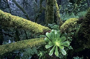 Succulent Plant Gallery: Rosette of Aeonium (Aeonium cuneatum) on a moss-covered tree trunk, Anaga Mountains, Tenerife