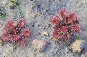 Grow Prints: Rosy sundew (Drosera hamiltonii), Kangaroo Island, Australia