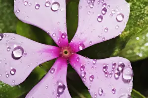 Rosys Periwinkle with Water Droplets - Close-up