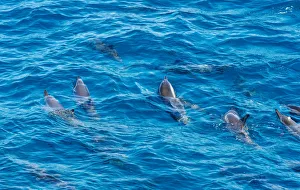 Images Dated 21st August 2015: Rotating Dolphins