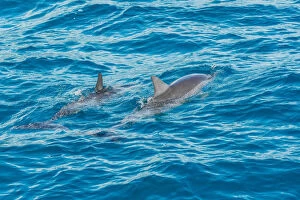 Images Dated 21st August 2015: Rotating Dolphins in Fernando de Noronha, Brazil
