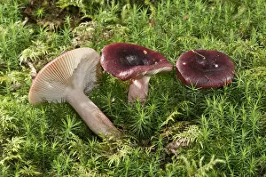 Images Dated 25th September 2014: Roter Heringstaubling -Russula erythropoda-, Baden-Wurttemberg, Germany