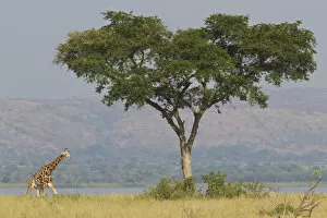 Images Dated 27th June 2017: Rothschilds giraffe, Giraffa camelopardalis rothschildi, Murchison Falls National Park, Uganda