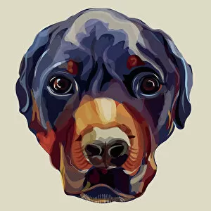 Rottweiler Head Illustration