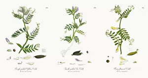 Images Dated 13th December 2017: Rough-podded Yellow Vetch, Vicia eu-lutea, Victorian Botanical Illustration, 1863