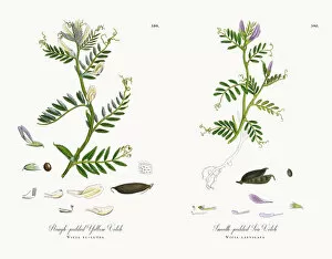 Images Dated 13th December 2017: Rough-podded Yellow Vetch, Vicia eu-lutea, Victorian Botanical Illustration, 1863