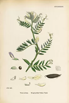 Images Dated 13th September 2017: Rough-podded Yellow Vetch, Vicia eu-lutea, Victorian Botanical Illustration, 1863