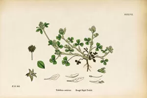 Images Dated 12th June 2017: Rough Rigid Trefoil, Trifolium scabrum, Victorian Botanical Illustration, 1863