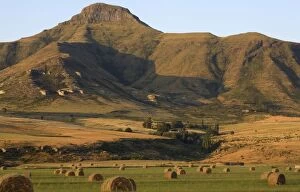 Images Dated 20th February 2007: Round Hay Bales in Field with Maluti Mountain Range Behind. Clarens, Freestate Province
