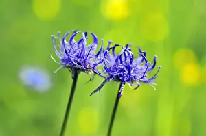 Ramsau Prints: Round-headed Rampion or Pride of Sussex -Phyteuma orbiculare