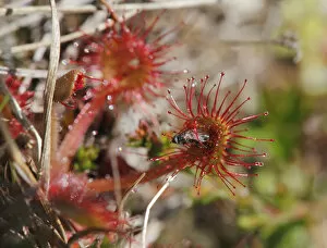 Images Dated 9th May 2010: Round-leaved Sundew -Drosera rotundifolia- with a trapped fly, flesh-eating plant, Ireland