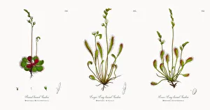 Images Dated 21st November 2017: Round-leaved Sundew, Drosera Rotundifolia, Victorian Botanical Illustration, 1863