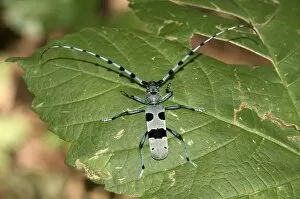 Images Dated 2nd August 2011: Round-necked Longhorn -Rosalia alpina-, male, Huelben, Swabian Alb, Baden-Wuerttemberg, Germany