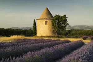 Images Dated 18th July 2015: Round tower, lavender, Sault in Provence, France