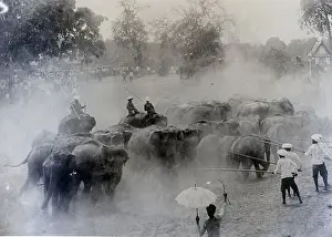 Herding Prints: Rounding Up Wild Elephants