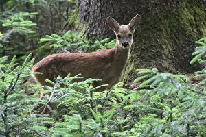 Row Deer -Capreolus capreolus-, fawn, about 7 weeks, in the forest between small spruce trees -Picea abies-, Allgau