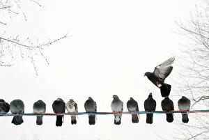 Row of pigeons on wire