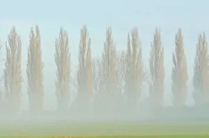 Blurred Gallery: Row of poplars -Populus nigra italica- in the fog, Rheinberg, Lower Rhine region