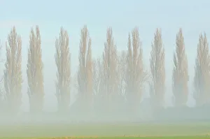 In A Row Gallery: Row of poplars -Populus nigra italica- in the fog, Rheinberg, Lower Rhine region