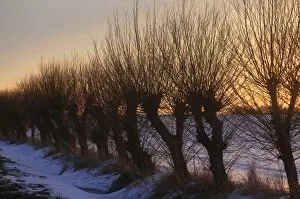 Images Dated 27th March 2013: Row of willow trees -Salix- at the sunset, with snow, Mecklenburg-Western Pomerania, Germany