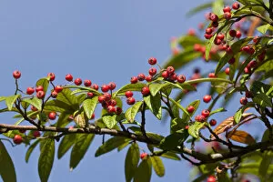 Branches Collection: Rowan or Mountain Ash (Sorbus aucuparia)