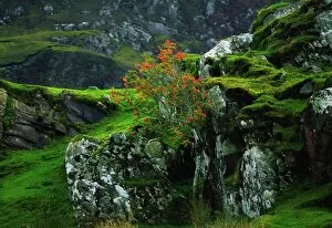 Deciduous Tree Collection: Rowan Tree, Co Donegal, Ireland