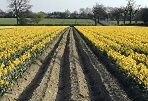 Images Dated 3rd July 2006: Rows of Bright Yellow Daffodils - Commercial Crop