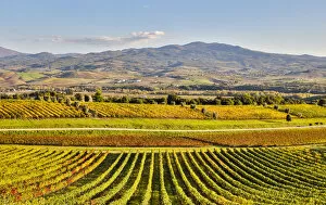 Images Dated 31st October 2016: Rows of Vines, Castello Banfi, Montalcino, Tuscany, Italy