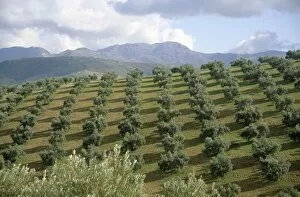 Images Dated 29th June 2006: Rows of Young Trees on the Hillside