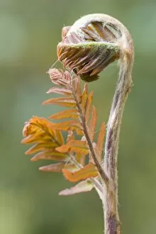 Images Dated 22nd April 2010: Royal fern -Osmunda regalis Purpurascens- sprout