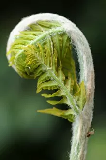 Royal fern -Osmunda regalis-, sprouting