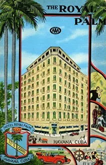 20th Century Style Prints: Royal Palm, The