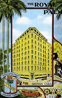 Palm Prints: The Royal Palm