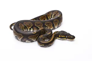 Python Prints: Royal Python -Python regius-, Black Head, male, Markus Theimer reptile breeding, Austria