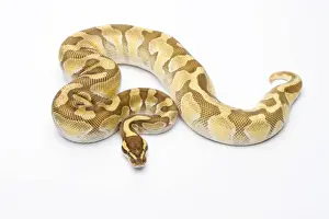 Royal Python -Python regius-, Butter Enchi, male, Markus Theimer reptile breeding, Austria