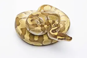 Butter Prints: Royal Python -Python regius-, Butter Enchi, male, Markus Theimer reptile breeding, Austria