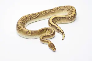 Python Prints: Royal Python -Python regius-, Champagne, male, Markus Theimer reptile breeding, Austria