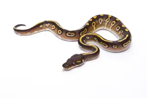 Python Prints: Royal Python -Python regius-, Mojave Black Head